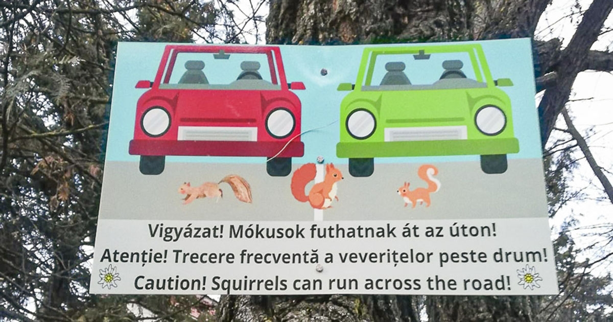 Mókusok a városnegyedben